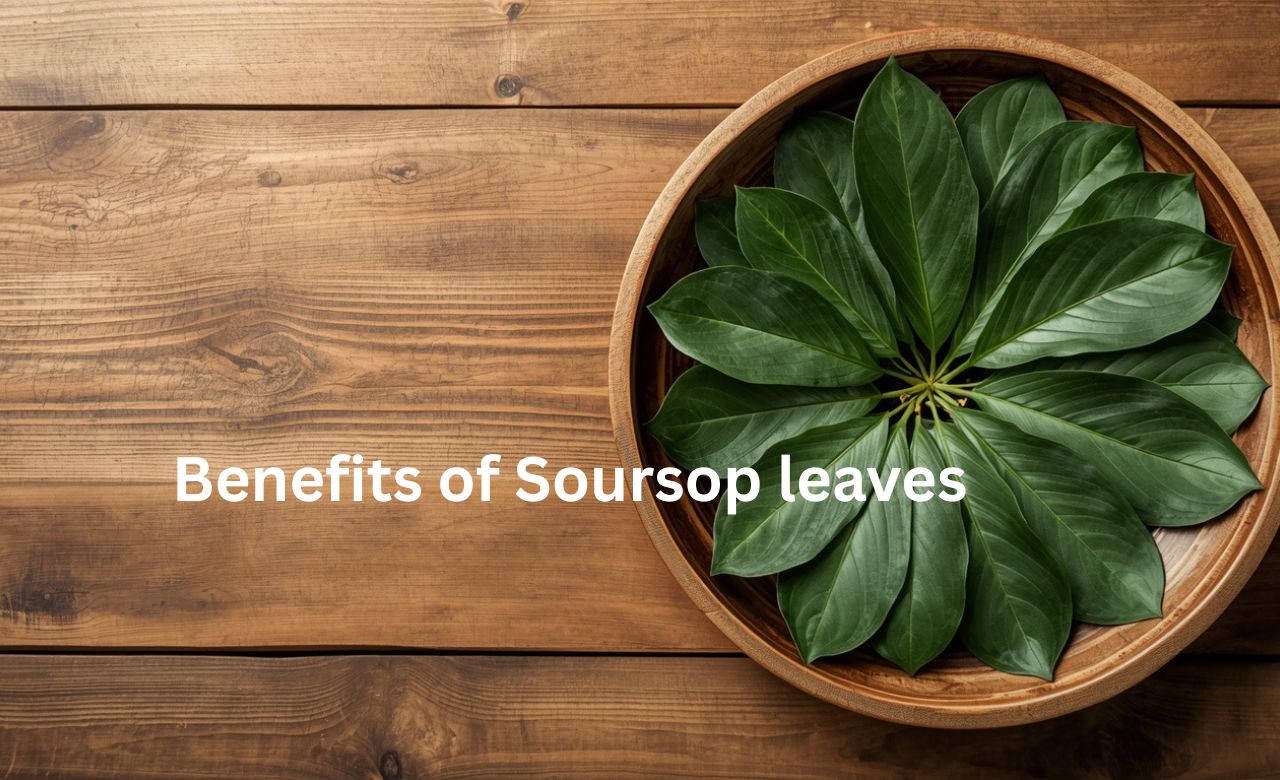 Soursop leaves